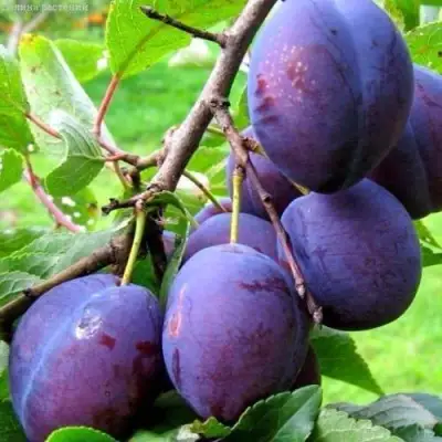 Слива ВЕНГЕРКА БЕЛОРУССКАЯ в Бресте