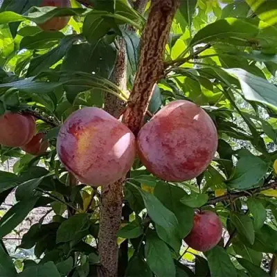 Плуот ГЕО ПРАЙД в Бресте