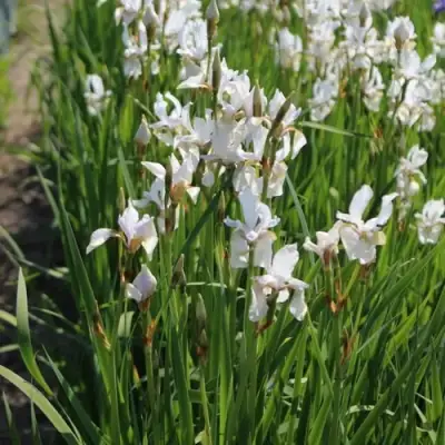 Ирис АЛЬБА сибирский в Бресте