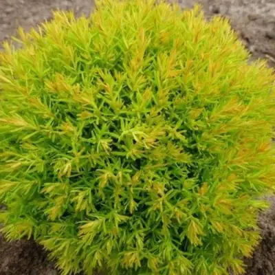 Туя АННИЕК западная в Бресте