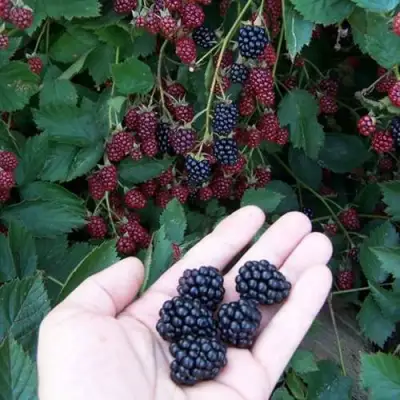 Ежевика ОРКАН бесшипная  в Бресте