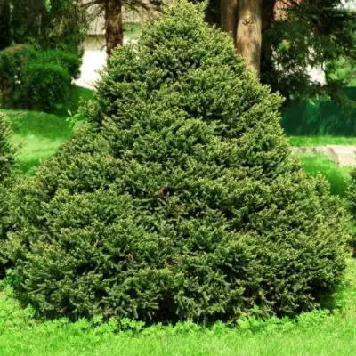 Ель ОЛЕНДОРФИ обыкновенная в Бресте