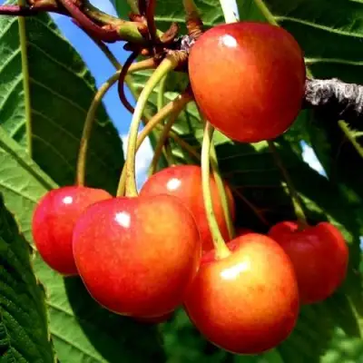 Черешня ФАТЕЖ в Бресте