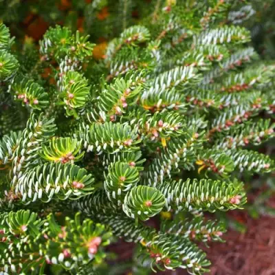 Пихта белая в Бресте