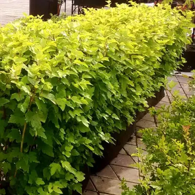 Комплект АНГЕЛ ГОЛД в Бресте