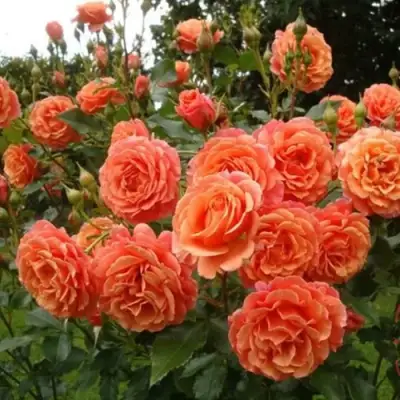 Роза БЕЛЬВЕДЕР шраб в Бресте