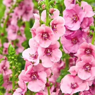 Коровяк ПИНК ДОМИНО гибридный (вербаскум) в Бресте