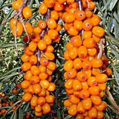 Облепиха СУДАРУШКА в Бресте