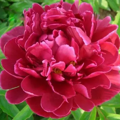 Пион КИТАЙСКИЙ ШЕЛК травянистый в Бресте