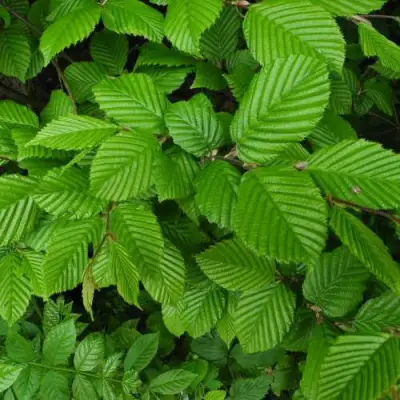 Граб  в Бресте