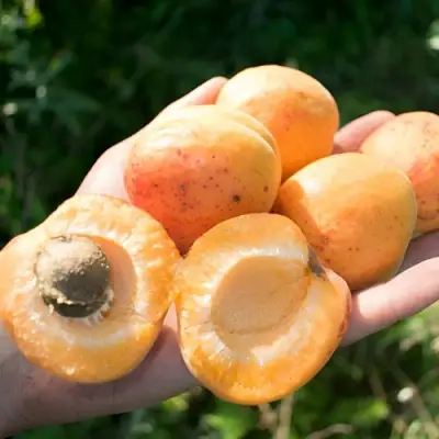 Абрикос ХАРГРАНД в Бресте