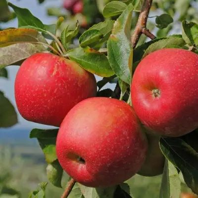 Яблоня ГАЛА МАСТ в Бресте