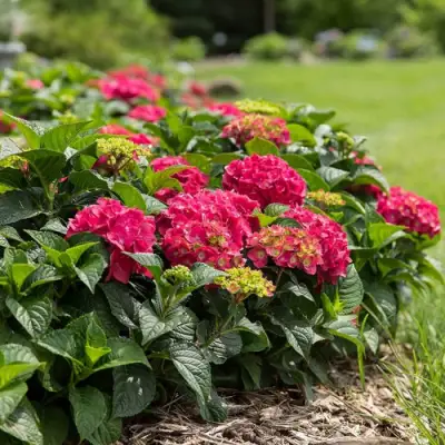 Гортензия ЭНДЛЕСС САММЕР ЛАВ крупнолистная в Бресте