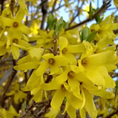 Форзиция ФОРЧУНА в Бресте