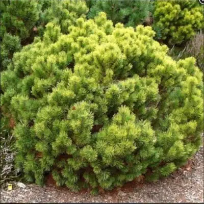 Ель ДАНС ДВАРФ обыкновення в Бресте