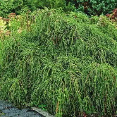 Кипарисовик ФИЛИФЕРА НАНА горохоплодный  в Бресте