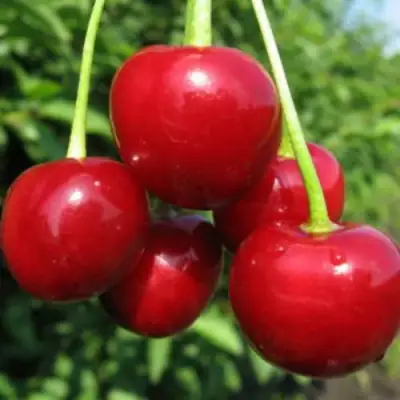 Дюк ПРЕВОСХОДНАЯ ВЕНЬЯМИНОВА в Бресте