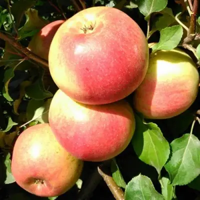 Яблоня ЭМБАССИ в Бресте