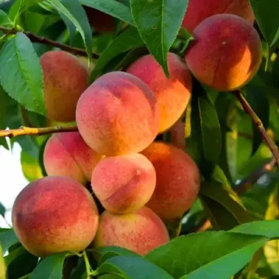 Персик ЗОЛОТОЙ ЮБИЛЕЙ в Бресте