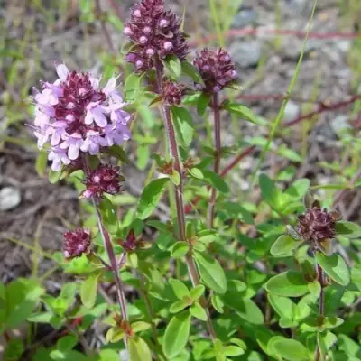 Тимьян яйцевидный в Бресте