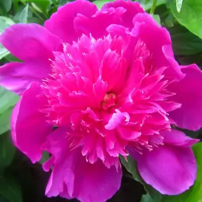 Пион РОЗОВЫЙ БУДДА травянистый в Бресте