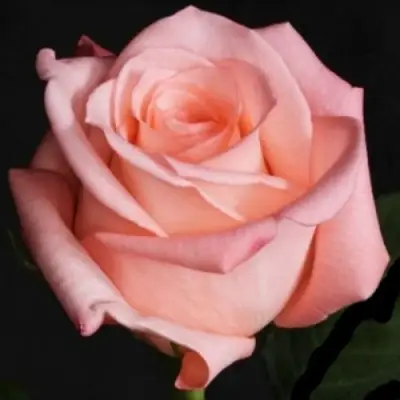 Роза АНГАЖЕМЕНТ чайно-гибридная в Бресте