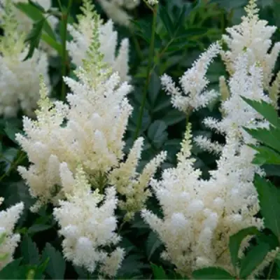 Астильба ХЭППИ ДЕЙ Арендса в Бресте