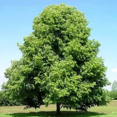 Липа мелколистная в Бресте