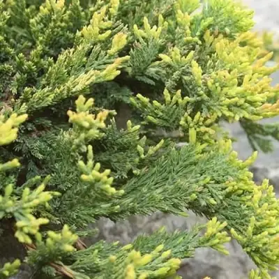 Можжевельник ГОЛДЕН КАРПЕТ горизонтальный  в Бресте