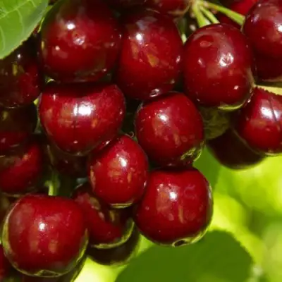 Черешня ВАЛЕРИЙ ЧКАЛОВ в Бресте