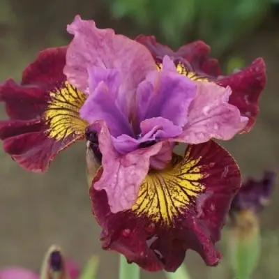 Ирис МИСС ЭППЛ сибирский в Бресте