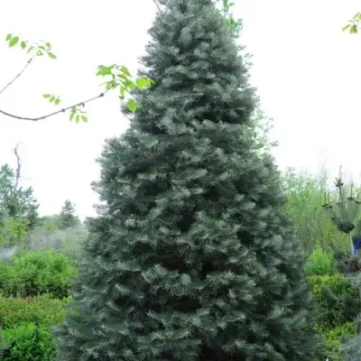 Пихта белая в Бресте