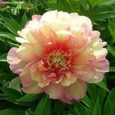 Пион ДЖУЛИЯ РОУЗ ито-гибрид в Бресте