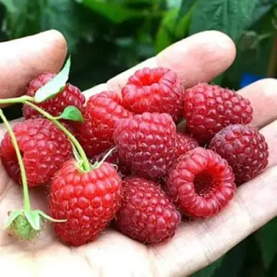 Малина ХИМБО-ТОП в Бресте