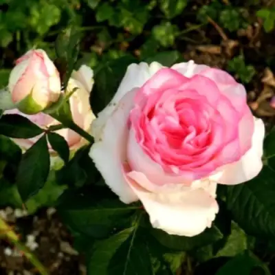 Роза ДОЛЬЧЕ ВИТА чайно-гибридная в Бресте