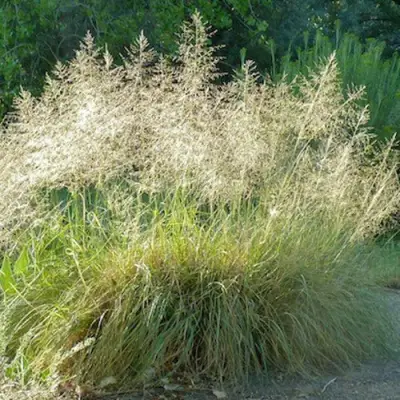 Каплесеменник воздушный в Бресте