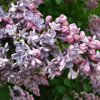 Сирень КОНДОРСЕ в Бресте