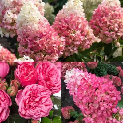 Комплект МАЛИНОВЫЙ ДЕСЕРТ в Бресте