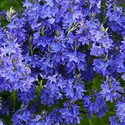 Вероника РОЯЛ БЛЮ большая в Бресте