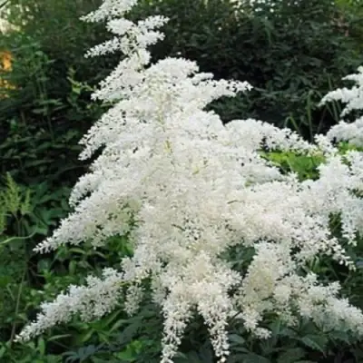 Астильба БРАУТШЛЕЙЕР Арендса в Бресте