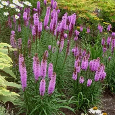 Лиатрис РОЗЕА колосковая в Бресте