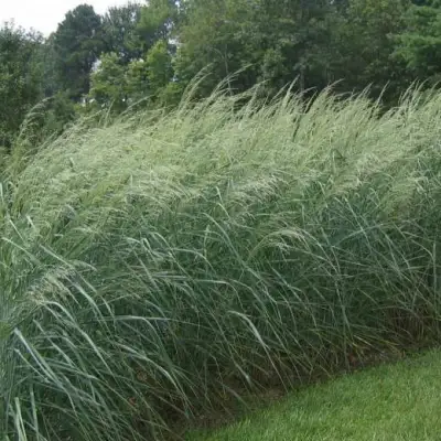 Просо ДЕВЕЙ БЛЮ в Бресте