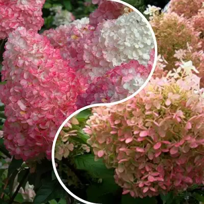 Комплект МАЛИНОВЫЙ ЗАКАТ в Бресте