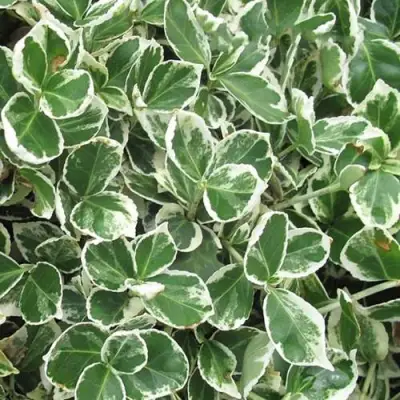 Бересклет ЭМЕРАЛЬД ГАИТИ форчуна  в Бресте