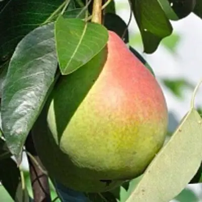 Груша ТАТЬЯНА в Бресте