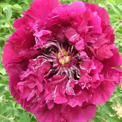 Пион ПУРПУРНЫЙ ОКЕАН древовидный в Бресте