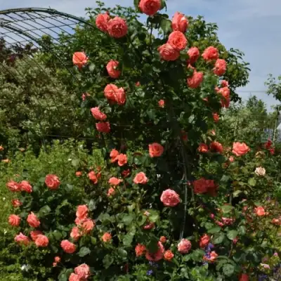 Роза ДИ ДИ БРИДЖУОТЕР плетистая в Бресте