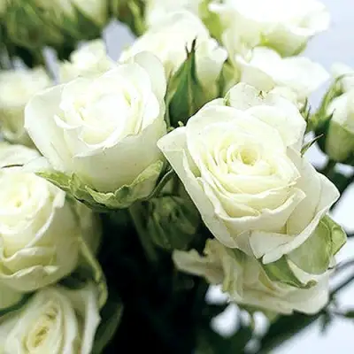 Роза СНОУФЛЕЙК спрей в Бресте