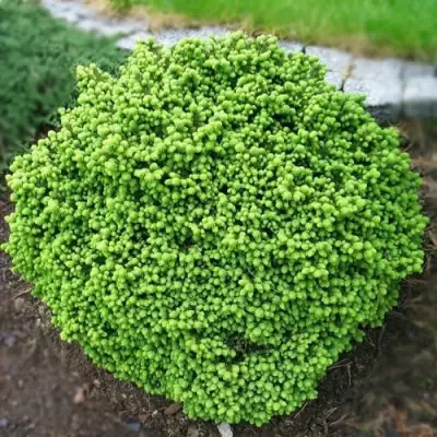 Ель ЛИТЛ ДЖЕМ обыкновенная в Бресте