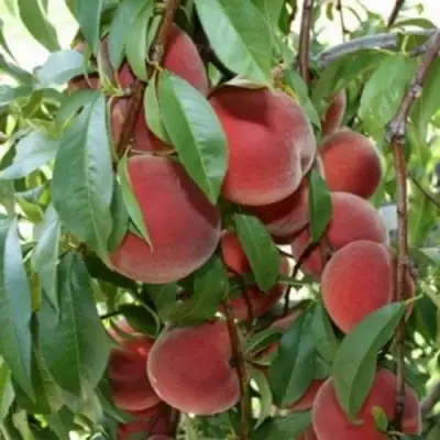 Персик ЮБИЛЕЙ СТОЛИЦЫ колонновидный в Бресте